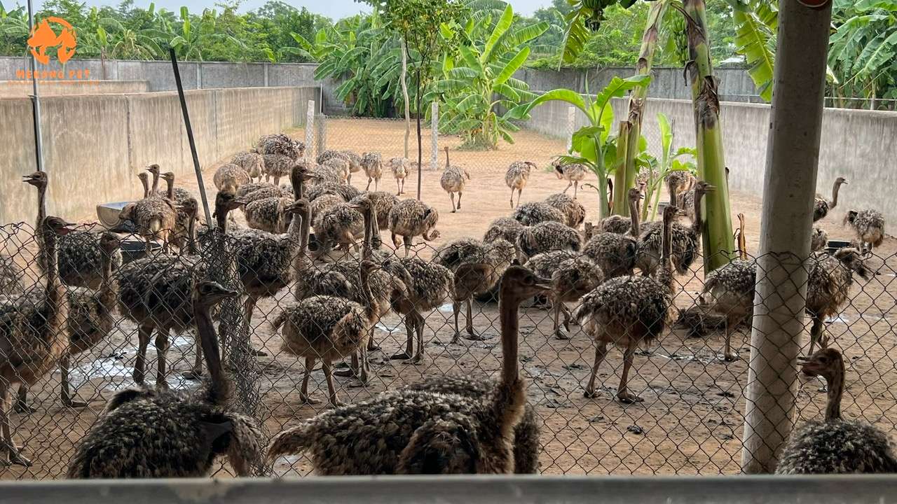 Đà điều giống lúc 2 tháng tuổi có giá 7 triệu/ cặp